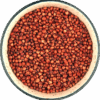 Sorghum – Red